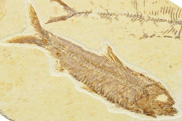 Detailed Fossil Fish (Knightia) - Wyoming #244204